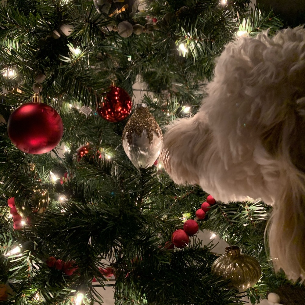 Meet your Posher, Anne